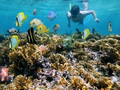 Glass Bottom Snorkeling Tour